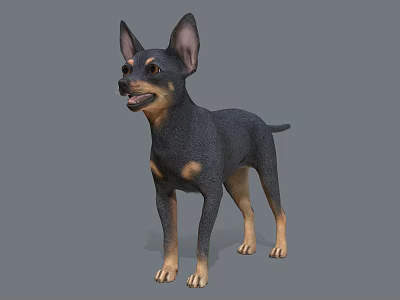 Black and Tan Dog With Erect Ears Standing In 3D Render Against Gray Background 3d model