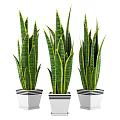 Indoor Bonsai Potted Plants with Green Yellow Striped Leaves in White Black Striped Pots