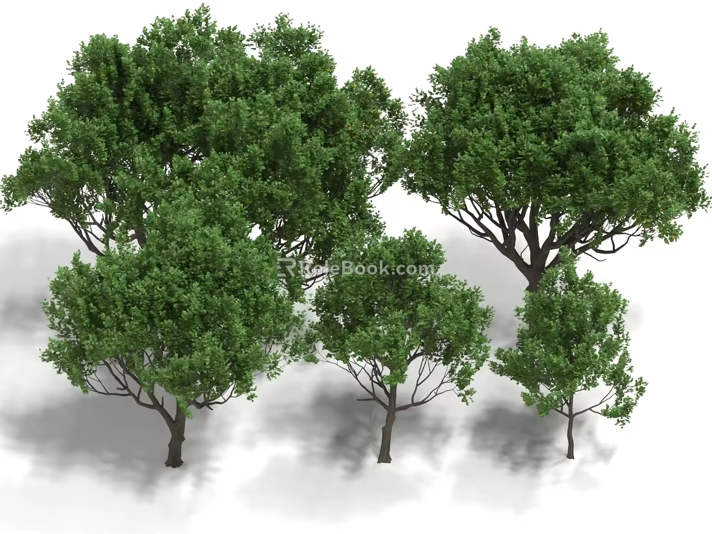 carob tree carob tree landscape tree street tree 3d model