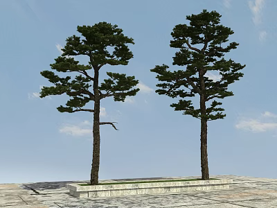Two Pine Trees Planted Side by Side on Stone Platform Under Blue Sky with Clouds 3d model