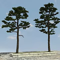 Two Pine Trees Planted Side by Side on Stone Platform Under Blue Sky with Clouds 3d model