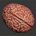 Detailed Red Brain Model Showing Anatomical Structures On Dark Background 3d model