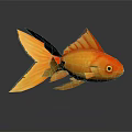 Golden Orange Goldfish With Large Tail On Smooth Surface And Reflection 3d model