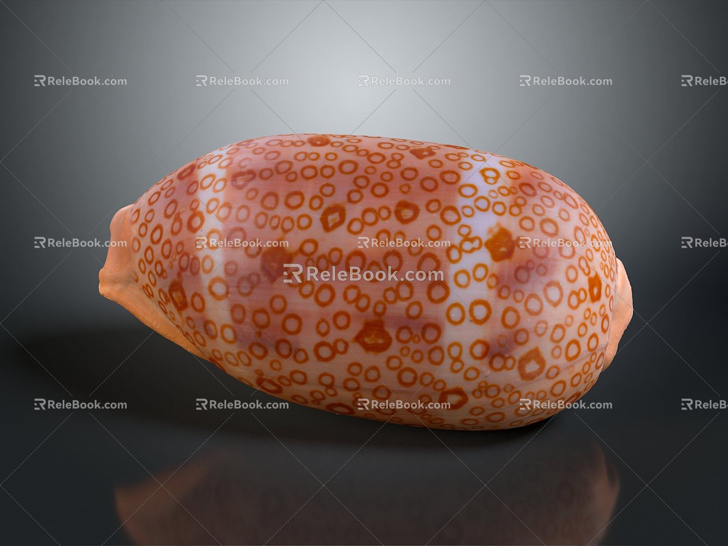 Shell Cartoon Pearl Pink Red Shell Mussel Clam Freshwater Pearl Seawater Pearl Nanyang Pearl 3d model