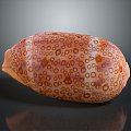 Shell Cartoon Pearl Pink Red Shell Mussel Clam Freshwater Pearl Seawater Pearl Nanyang Pearl 3d model