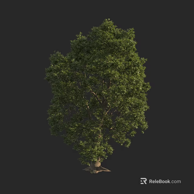 Lush Green Arbor Tree with Dense Foliage and Strong Trunk Structure 3d model 