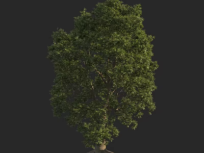 Lush Green Arbor Tree with Dense Foliage and Strong Trunk Structure 3d model