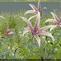 Pink And White Lilies Growing By Calm Water With Green Grass And Wildflowers