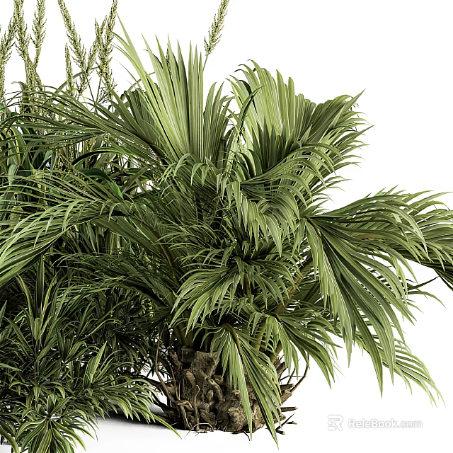 Lush Green Palm Plant With Broad Feathery Leaves And Tropical Foliage 3d model 