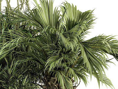 Lush Green Palm Plant With Broad Feathery Leaves And Tropical Foliage 3d model