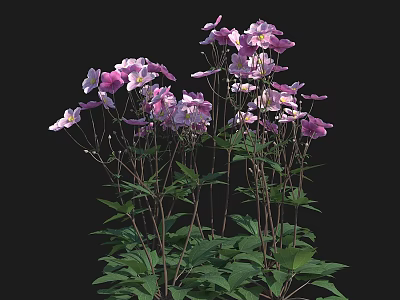 Vibrant Purple And Pink Flowers With Fresh Green Leaves On Black Background 3d model