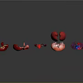 Human Internal Organs Anatomical Display With 3D Rendering Of Stomach Liver Kidneys Lungs And Heart