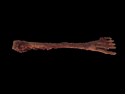 Archaeologist Examining Fossilized Animal Skeleton With Reddish Brown Rough Surface 3d model
