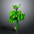 Fresh Green Banana Bunch With Natural Stems And Vibrant Green Color