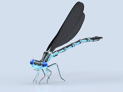 Blue Eyed Dragonfly With Black Wings Slender Legs And Blue Black Striped Body 3d model