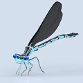 Blue Eyed Dragonfly With Black Wings Slender Legs And Blue Black Striped Body