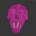 Detailed Animal Skull Skeleton With Visible Teeth And Natural Bone Texture