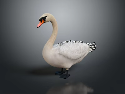 White Swan With Orange Beak Standing On Gray Background Showing Reflection 3d model
