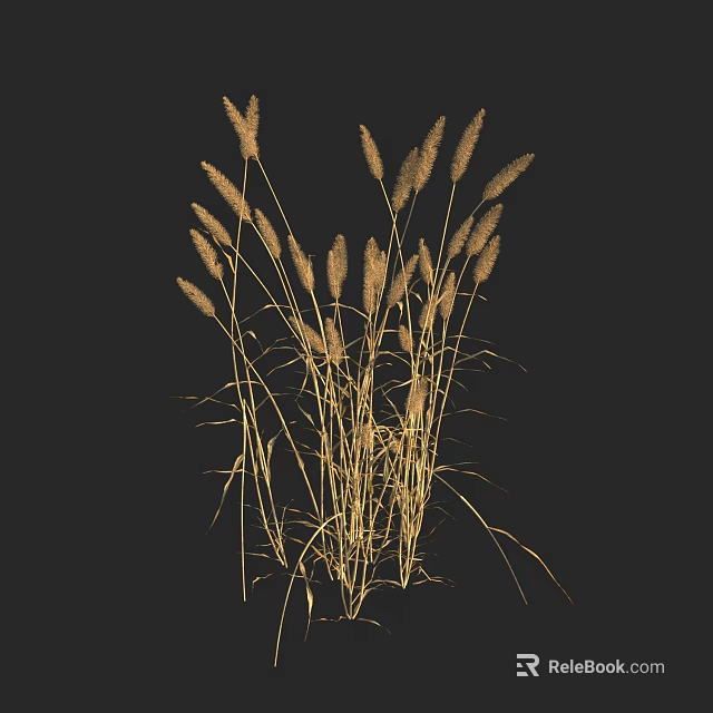 Graceful Golden Foxtail Grass with Tall Stems Growing Against Black Background 3d model 