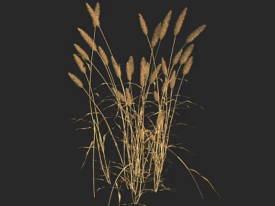 Graceful Golden Foxtail Grass with Tall Stems Growing Against Black Background 3d model