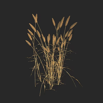 Graceful Golden Foxtail Grass with Tall Stems Growing Against Black Background 3d model