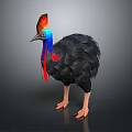 Exotic Cassowary Bird With Vibrant Head Blue Neck And Black Feathers