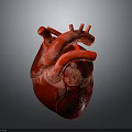 3D Rendered Human Heart Organ Model Showing Detailed Red Anatomical Texture