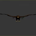Majestic Eagle Flying With Spread Wings And Brown White Feathers On Grey Background