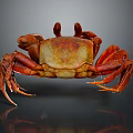 Vibrant Red Crab With Detailed Claws And Long Legs On Shiny Surface