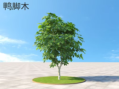 Lush Green Schefflera Shrub In Round Grass Patch Under Blue Sky 3d model