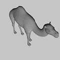 Realistic Dromedary Camel 3D Model Standing With Detailed Fur Texture 3d model