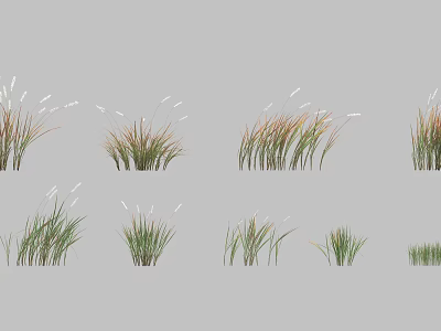 Various Ornamental Grass Varieties with Green and Brown Leaves in Garden Settings 3d model