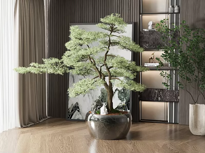 Indoor Bonsai Pine Plant with Silver Pot and Wooden Floor Decor 3d model