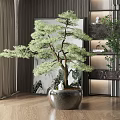 Indoor Bonsai Pine Plant with Silver Pot and Wooden Floor Decor