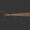 Modern mantis knife-winged insect 3d model