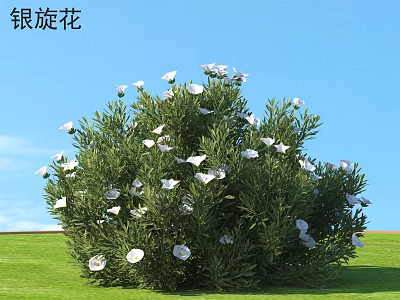 Silver Bindweed With White Flowers And Green Leaves On Green Grass Under Blue Sky 3d model