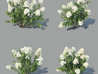 Beautiful Garden Shrubs With White Flowers And Lush Green Leaves 3d model