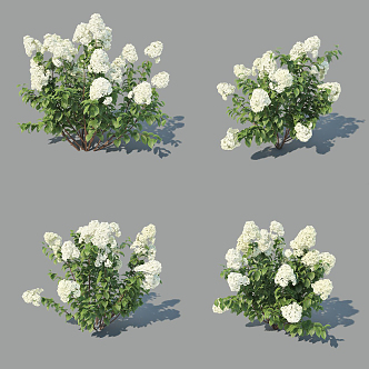 Modern Shrub Hydrangea panicula 3d model