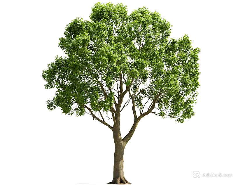 Lush Green Tree With Dense Foliage And Strong Trunk Isolated On White 3d model 