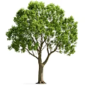 Lush Green Tree With Dense Foliage And Strong Trunk Isolated On White