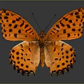 Vibrant Orange Butterfly With Black Spots On Its Colorful Wings