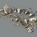 Diverse Reptile Skeleton Collection With Skulls Spines Ribs And Bone Pieces