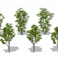 Lush Green Arbor Trees With Tall Trunks And Dense Foliage In White Setting 3d model