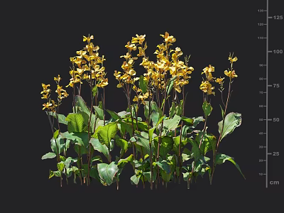 Beautiful Yellow Flowers with Lush Green Leaves and Ideal Growing Height Range 3d model