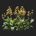Beautiful Yellow Flowers with Lush Green Leaves and Ideal Growing Height Range