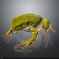 Vibrant Green Frog With Red Eyes Sitting On Reflective Dark Background Surface 3d model