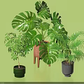 Decorative Bonsai Potted Plants Display With Monstera Palm And Small Green Plants In Ceramic Pots