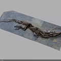 Ancient Reptile Fossil Preserving Organs And Hair Structures In Blue Stone Slab
