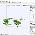 Tropical Green Shrubs with Fan Shaped Leaves and Sturdy Stems for Indoor Decor