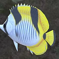 Vibrant Tropical Butterfly Fish With Yellow Black Stripes White Body And Pointed Snout